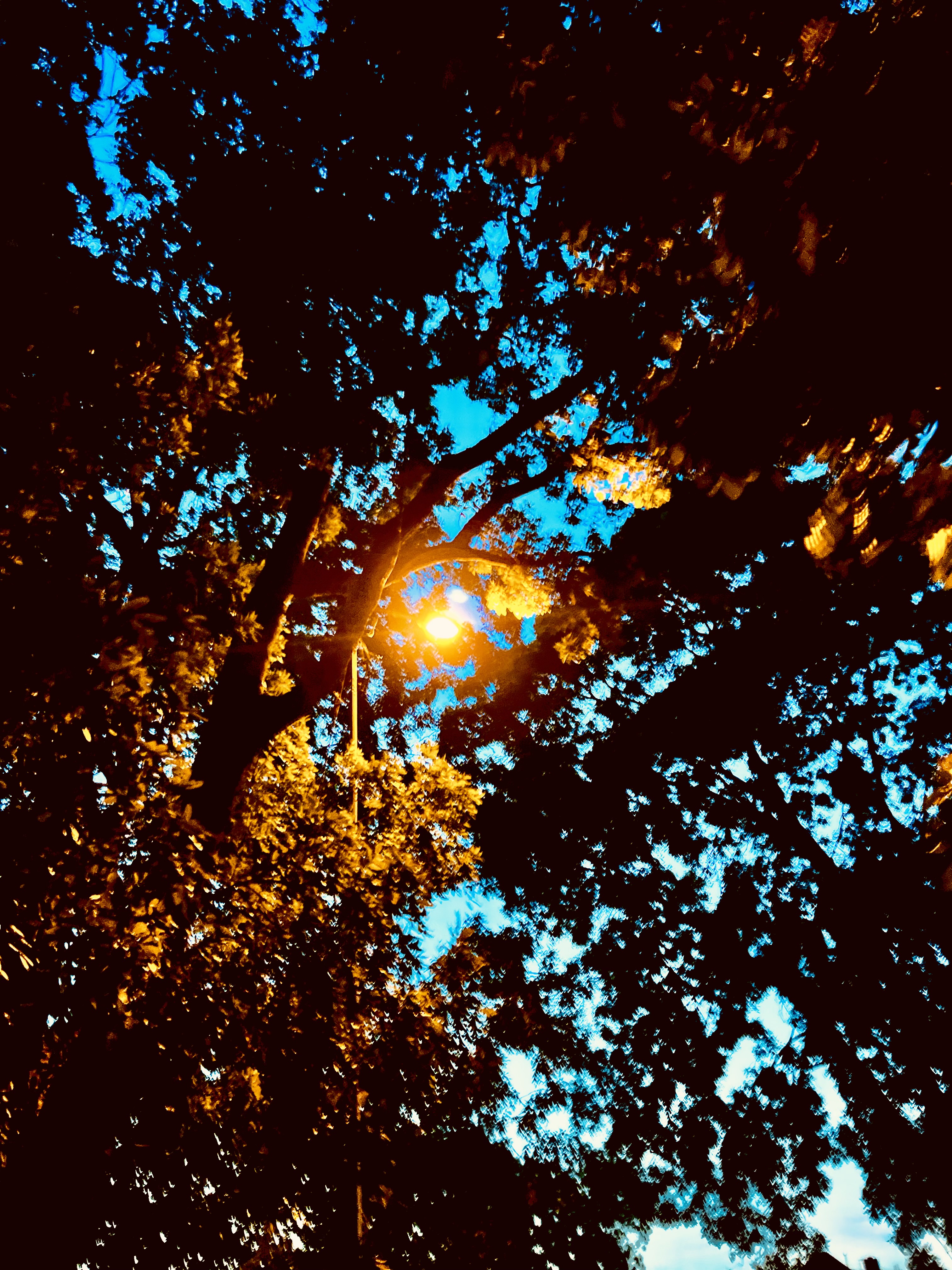 Nature Sunburst Trees